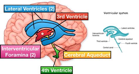 Floor Of Fourth Ventricle Easy Diagram | Viewfloor.co