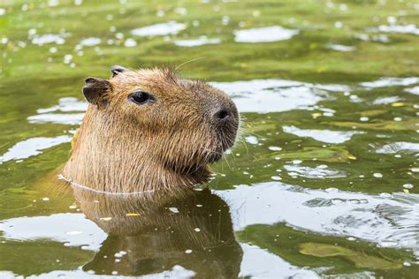 Capybara Facts - CRITTERFACTS