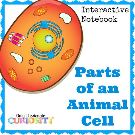 Animal Cell Interactive Notebook – Only Passionate Curiosity