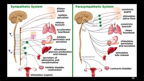 The Parasympathetic Nervous System Explained | Recovery Systems