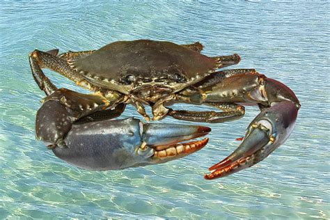 Live Australian Giant Mud Crab closeup. Photograph by Geoff Childs - Pixels