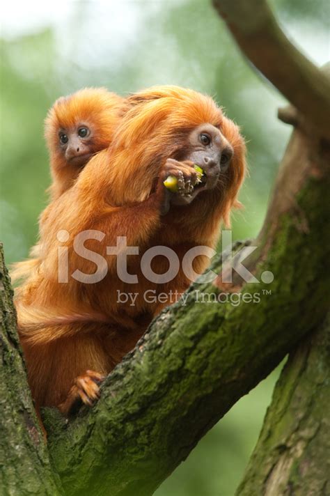 Golden Lion Tamarin Baby Stock Photo | Royalty-Free | FreeImages