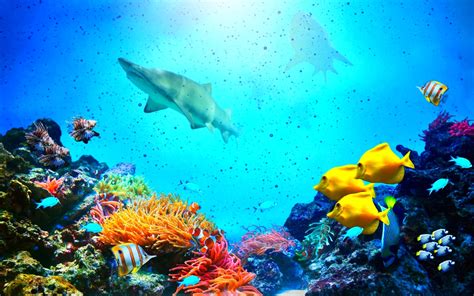 Sea Wallpaper Underwater - underwater shark sea life Wallpapers HD ...