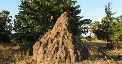 Why Termite Mounds Are Wonders of Architecture and Natural Engineering ...