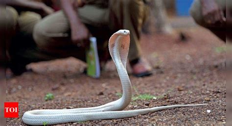 Guindy national park gets new attraction - white cobra | Chennai News ...