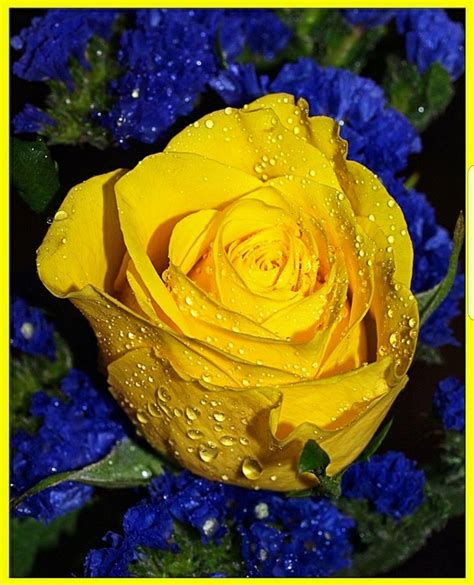 Pin by Color Wheel on Yellow +Green +Blue Mix | Beautiful roses, Yellow ...