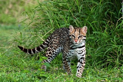 Ocelot | The Life of Animals