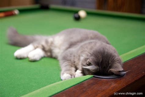 Pool Kitty by chrisgin.deviantart.com | Baby animals, Funny animals ...