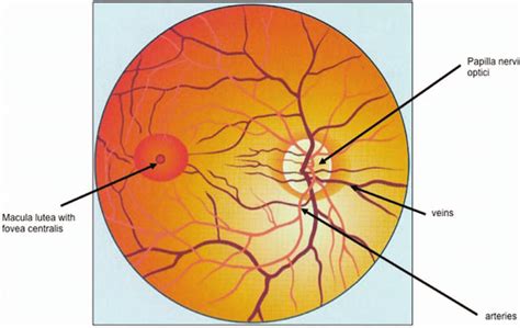 Normal ocular fundus. | Download Scientific Diagram