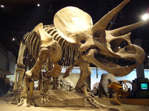 Free Dinosaurs Skeletons Stock Photo - FreeImages.com