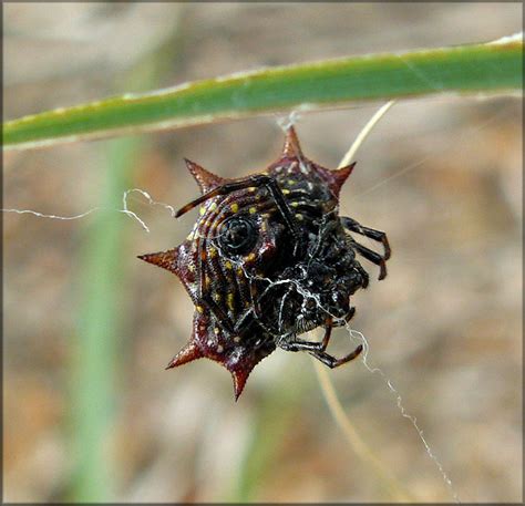 Spiny Orb Weaver Spider [Gasteracantha cancriformis]