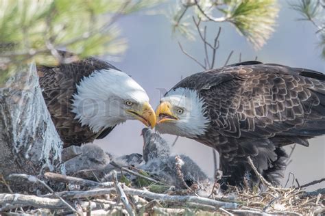 Bald Eagle Mom Feeding Chicks – Tom Murphy Photography