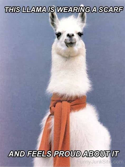 Funny Llama Pictures