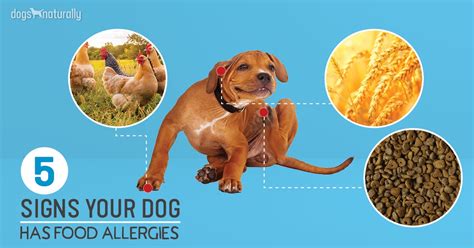 5 Signs Your Dog Has Food Allergies - Dogs Naturally