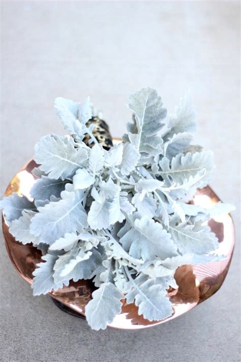 100% Dusty Miller Bouquet | Dusty miller, Dusty miller centerpiece ...