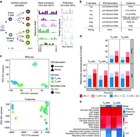 TCR/CD28-activation induces cell type specific gene expression programs ...