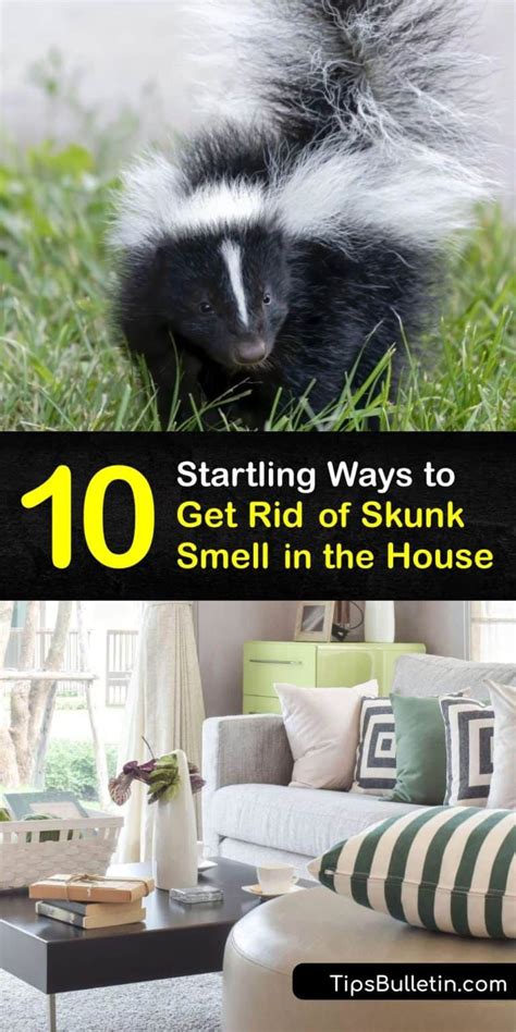 10 Startling Ways to Get Rid of Skunk Smell in the House | Getting rid ...