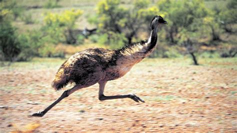 running emu - Google Search | Dangerous animals, Emu, Australian native ...