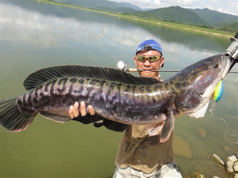 Thailand Giant Snakehead (Toman) And Wild Fishing.: 11.5kg & 7KG Giant ...