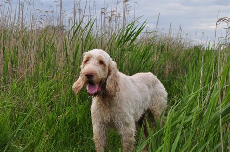 Spinone Italiano Breed Guide - Learn about the Spinone Italiano.