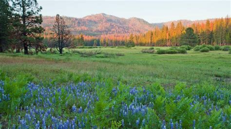 What is a Meadow? — Yosemite Conservancy