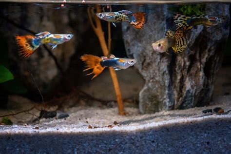 Top 18 Best Guppy Tank Mates: Fish, Snail & Shrimp