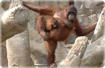 Fuengirola Zoo - Family Reviews