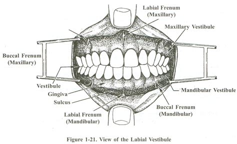 alveolar process - Google 검색