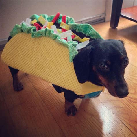 Dogs and Cats Wearing Taco Costumes - Riot Fest