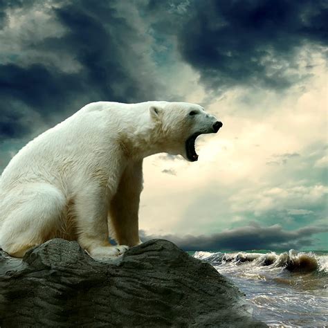 Polar Bear, nz, vy, HD phone wallpaper | Peakpx