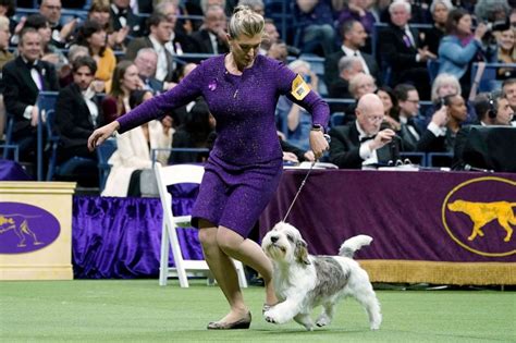 Owner speaks out after dog makes history with Westminster win - Good ...