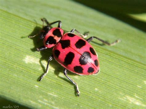 Pink-spotted Lady Beetle - Coleomegilla maculata - North American ...