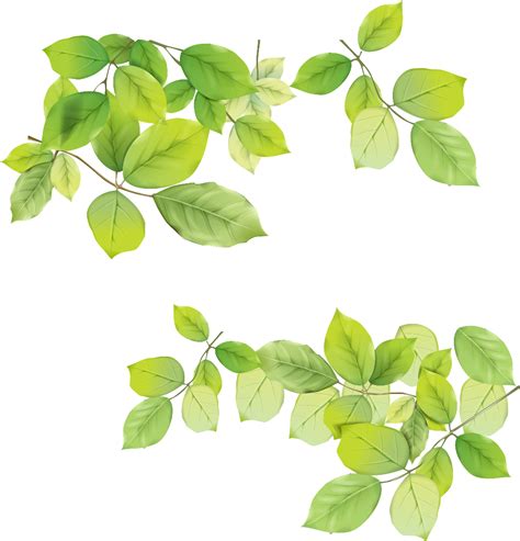 Green Leaves PNG Image - Free High Quality Transparent Picture