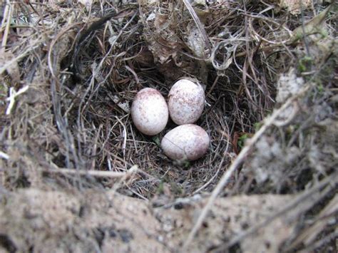 Backyard Birding: Carolina Wren Babies and Nests - PetHelpful