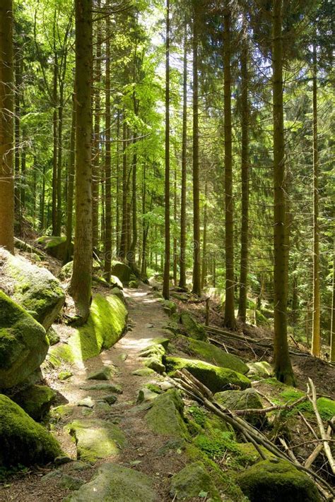 Black Forest hiking trail stock image. Image of access - 43242649