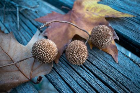 Collecting, Preparing, and Planting Sycamore Seeds