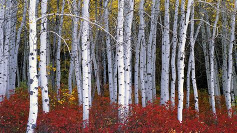 Birch Trees Autumn Wallpapers - Wallpaper Cave