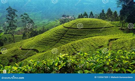 Tea Plantation in Up Country Near Nuwara Eliya, Sri Lanka Stock Image ...