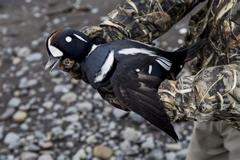 Alaska Sea Duck Hunt in Cold Bay, AK | Outfitter / Guide Services