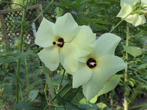 Yellow Hardy Hibiscus 15 seeds yellow hibiscus seeds | Etsy