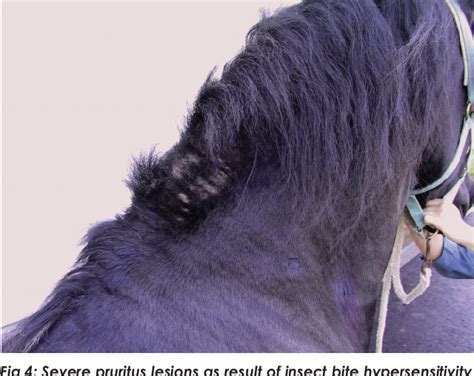 Figure 13 from The Friesian horse breed: A clinical challenge to the ...