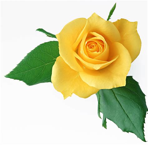 Yellow Rose - campestre.al.gov.br