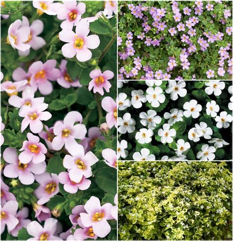 Multiple Varieties | Bacopa | Kings Garden Center