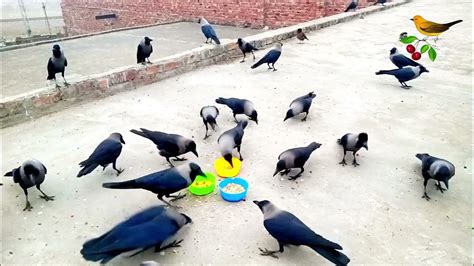 Crow Sounds - Crow HD Video and fight for Bread foods | Crow food time ...