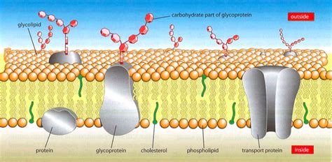 What is the role of protein channels in the cell membrane? | Socratic