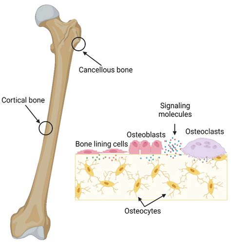 Osteocytes And Osteoblasts Images