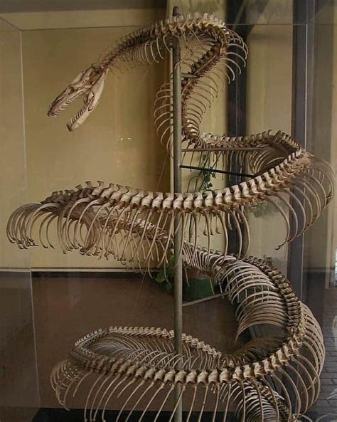 Unearthed Marvel: Ancient Titanoboa Fossil, Up to 15 Meters Long ...