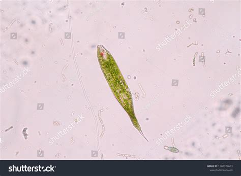 Euglena Under Microscope View Stock Photo 1160077663 | Shutterstock