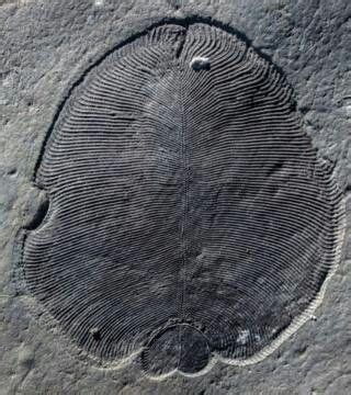 Dickinsonia is a genus of iconic fossils of the Ediacaran biota. The ...