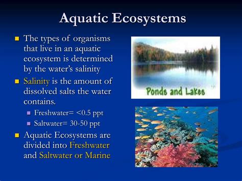 Aquatic Ecosystems Aquatic Ecosystems Ppt - Bank2home.com